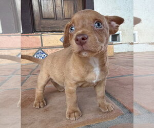 Mutt Dogs for adoption in Lake Elsinore, CA, USA