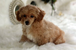 Small #21 Havanese-Poodle (Toy) Mix