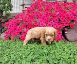 Small Photo #11 Cocker Spaniel Puppy For Sale in WITHEE, WI, USA