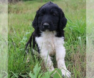 Poodle (Standard)-Springerdoodle Mix Puppy for sale in ITASCA, TX, USA