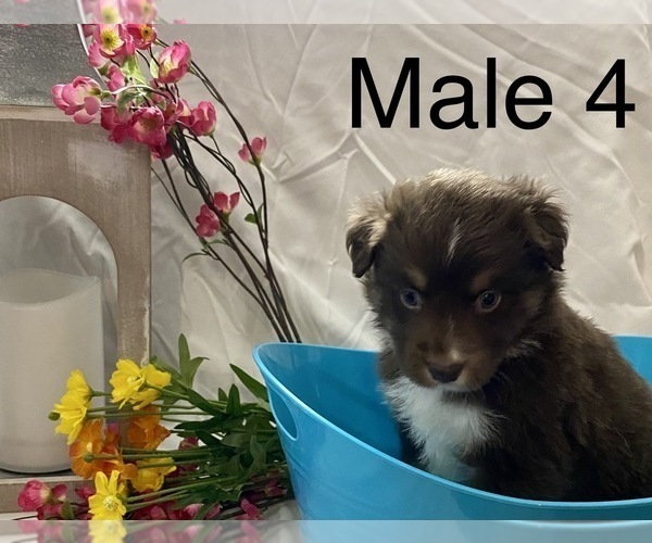 Medium Photo #16 Miniature Australian Shepherd Puppy For Sale in WHITEWATER, MO, USA