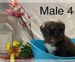 Small Photo #16 Miniature Australian Shepherd Puppy For Sale in WHITEWATER, MO, USA