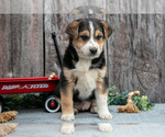 Small Photo #3 Australian Cattle Dog-Miniature Australian Shepherd Mix Puppy For Sale in SULLIVAN, OH, USA