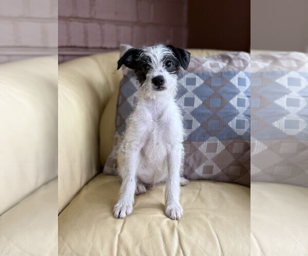 Medium Photo #2 Poodle (Miniature)-Unknown Mix Puppy For Sale in Phoenix, AZ, USA