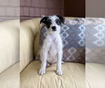 Small #1 Poodle (Miniature) Mix