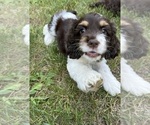 Puppy Rocky Cocker Spaniel