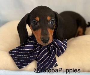 Dachshund Puppy for sale in CENTER HILL, FL, USA