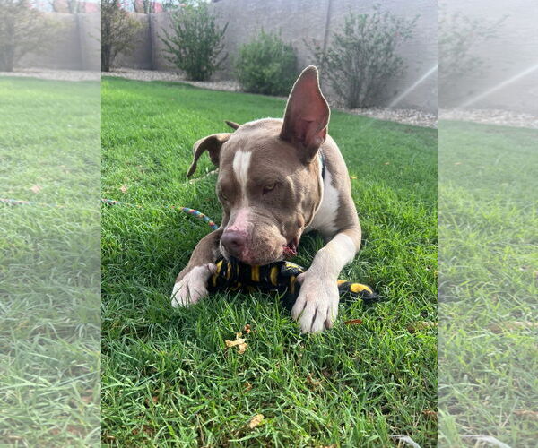 Medium Photo #17 American Staffordshire Terrier-Unknown Mix Puppy For Sale in phoenix, AZ, USA