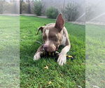 Small #16 American Staffordshire Terrier Mix