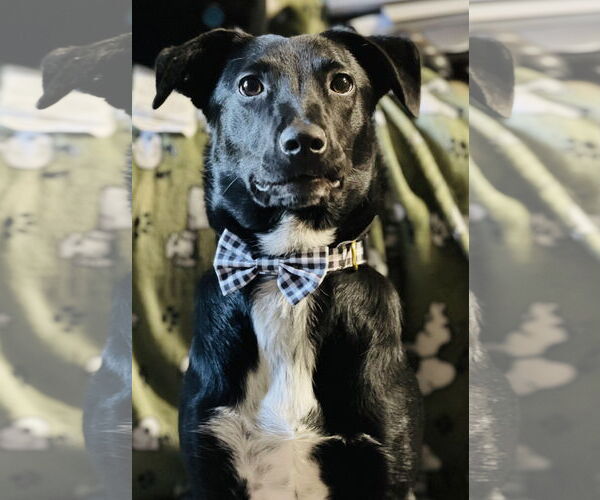 Medium Photo #5 Border Collie-Unknown Mix Puppy For Sale in Hillsboro, MO, USA