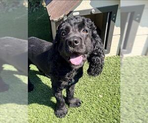 Cocker Spaniel Dogs for adoption in Toronto, Ontario, Canada