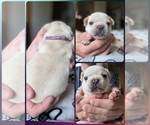Small #1 French Bulldog