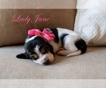 Puppy Lady Jane Basset Hound
