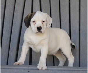 English Bulldog-Puggle Mix Puppy for sale in FREDERICKSBG, OH, USA