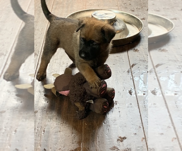 Medium Photo #9 Belgian Malinois Puppy For Sale in LOS ANGELES, CA, USA