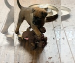 Small Photo #9 Belgian Malinois Puppy For Sale in LOS ANGELES, CA, USA