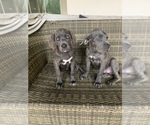 Small Photo #4 Cane Corso Puppy For Sale in SAN ANTONIO, TX, USA