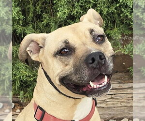 American Pit Bull Terrier Dogs for adoption in Albuquerque, NM, USA
