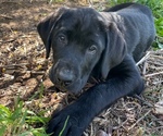 Small Photo #1 Labrador Retriever Puppy For Sale in VESPER, WI, USA