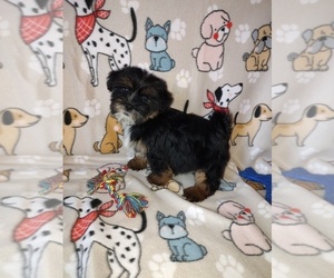 Yorkshire Terrier Puppy for sale in LAPEER, MI, USA