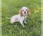 Small #2 Cavalier King Charles Spaniel