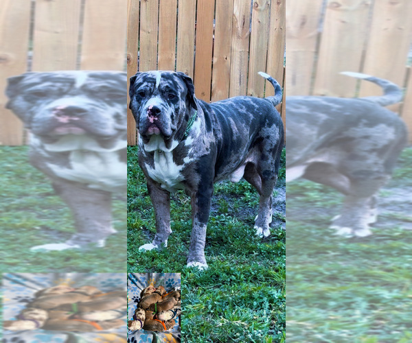 Medium Photo #28 American Bully Puppy For Sale in FORT LAUDERDALE, FL, USA