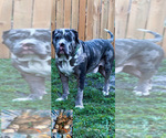 Small #27 American Bully
