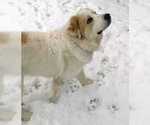 Small Photo #2 Great Pyrenees Puppy For Sale in DENVER, CO, USA