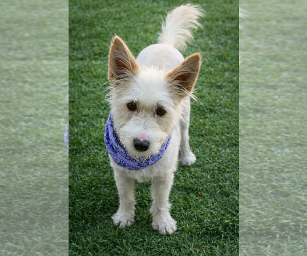 Medium Photo #1 Mutt Puppy For Sale in Euless, TX, USA