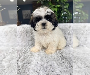 ShihPoo Puppy for sale in GREENFIELD, IN, USA