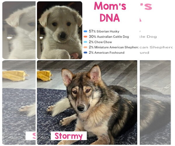 Medium Photo #4 Pyrenees Husky Puppy For Sale in Pottstown, PA, USA