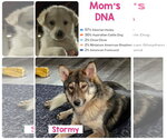 Small Photo #4 Pyrenees Husky Puppy For Sale in Pottstown, PA, USA