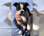 Small Photo #3 Boston Terrier Puppy For Sale in ROCHESTER, WA, USA