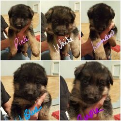 German Shepherd Dog Puppy for sale in BEDFORD, IN, USA