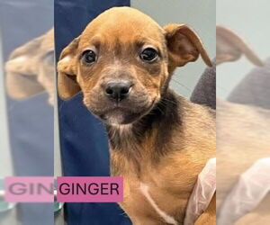 Mutt Dogs for adoption in Woodbury, NY, USA