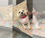 Small #3 Bichon Frise Mix