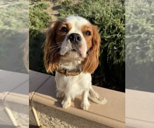 Father of the Cavalier King Charles Spaniel puppies born on 06/03/2025