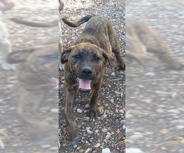 Medium Photo #1 American Staffordshire Terrier-Unknown Mix Puppy For Sale in San Antonio, TX, USA