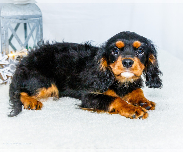 Medium Photo #32 Cavalier King Charles Spaniel Puppy For Sale in WAKARUSA, IN, USA