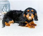 Small Photo #32 Cavalier King Charles Spaniel Puppy For Sale in WAKARUSA, IN, USA