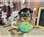 Small Photo #2 Yorkshire Terrier Puppy For Sale in CASSVILLE, MO, USA