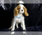 Small Photo #44 Cavalier King Charles Spaniel Puppy For Sale in WARSAW, IN, USA