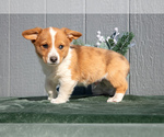 Puppy Rusty Pembroke Welsh Corgi