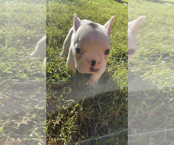 Medium Photo #26 French Bulldog Puppy For Sale in ARLETA, CA, USA