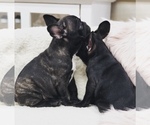 Small #2 French Bulldog