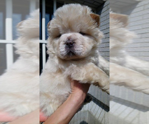 Chow Chow Puppy for sale in JERSEY CITY, NJ, USA