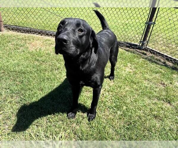 Medium Photo #1 Labrador Retriever Puppy For Sale in Grovetown, GA, USA
