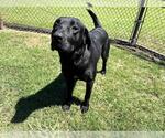 Small Labrador Retriever
