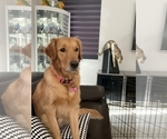 Small Photo #1 Golden Retriever Puppy For Sale in MIAMI, FL, USA