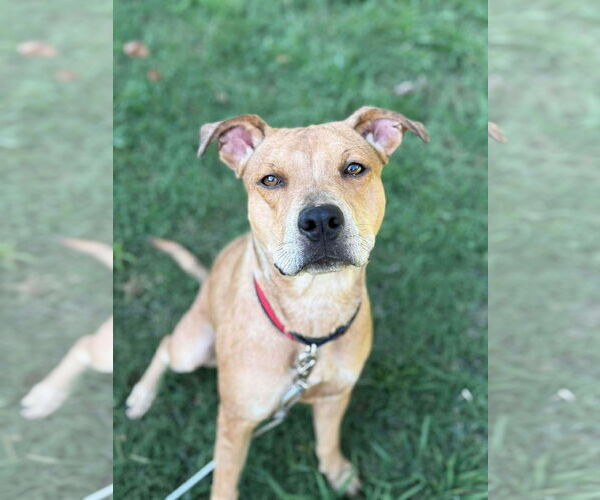 Medium Photo #3 Catahoula Leopard Dog-Unknown Mix Puppy For Sale in Germantown, OH, USA